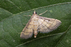 Marasmia