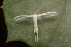 Pterophorus lacteipennis