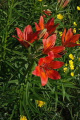 Lilium pensylvanicum