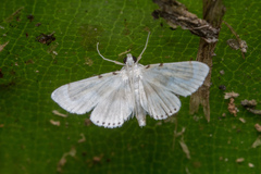 Musotiminae