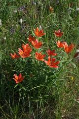Lilium pensylvanicum