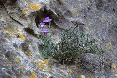 Chaenorhinum origanifolium