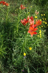 Lilium pensylvanicum