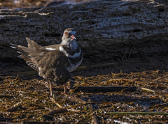 Charadrius tricollaris