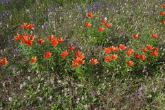 Lilium pensylvanicum
