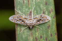 Parapoynx diminutalis