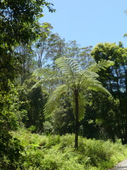 Cyathea cooperi