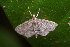 Protonoceras