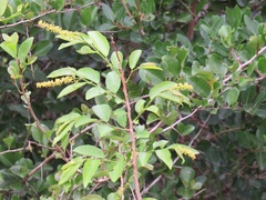 Sclerocroton integerrimus
