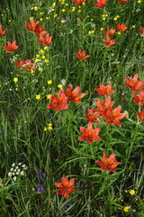 Lilium pensylvanicum