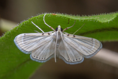 Musotiminae