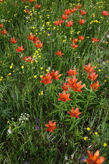 Lilium pensylvanicum