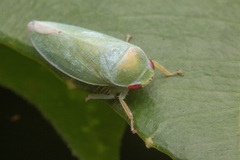 Krisnini