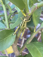 Acanthacris ruficornis