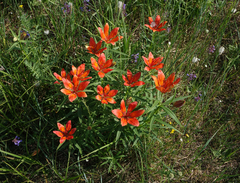 Lilium pensylvanicum