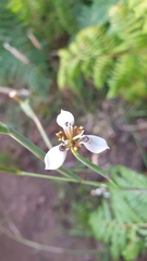 Moraea tricuspidata
