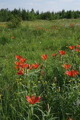 Lilium pensylvanicum