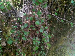 Helichrysum lanceolatum