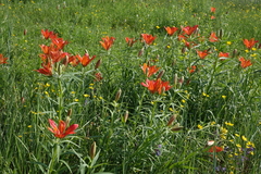 Lilium pensylvanicum