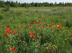 Lilium pensylvanicum