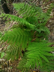 Leptopteris hymenophylloides
