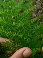 Leptopteris hymenophylloides