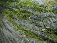 Hygroamblystegium varium
