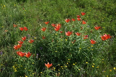 Lilium pensylvanicum