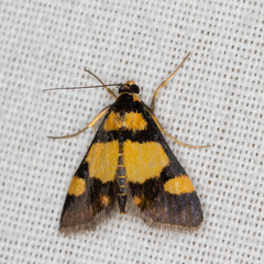 Deuterarcha xanthomela