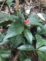 Sarcandra glabra