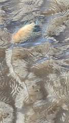 Mayaheros urophthalmus