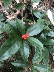 Sarcandra glabra