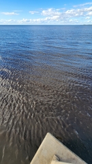 Mayaheros urophthalmus