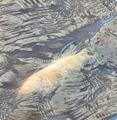 Mayaheros urophthalmus