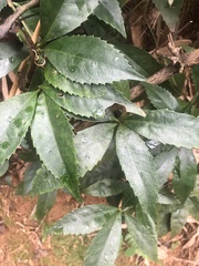 Sarcandra glabra