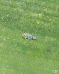 Cicadellidae