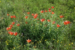 Lilium pensylvanicum