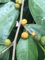 Ficus irisana