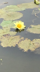 Nymphaea mexicana