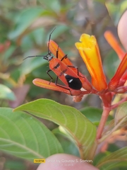 Oncopeltus nigriceps