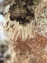 Protohydnum sclerodontium