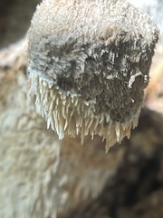 Protohydnum sclerodontium