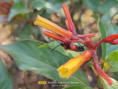 Oncopeltus nigriceps