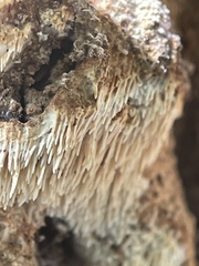 Protohydnum sclerodontium