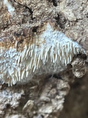 Protohydnum sclerodontium