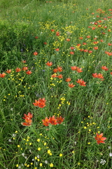 Lilium pensylvanicum