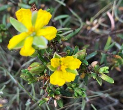 Hibbertia devitata