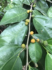 Ficus irisana