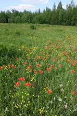 Lilium pensylvanicum
