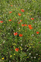Lilium pensylvanicum